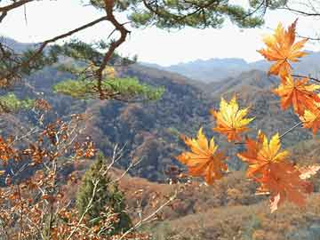 新澳门天天开好彩大全生日，全面释义、解释与落实